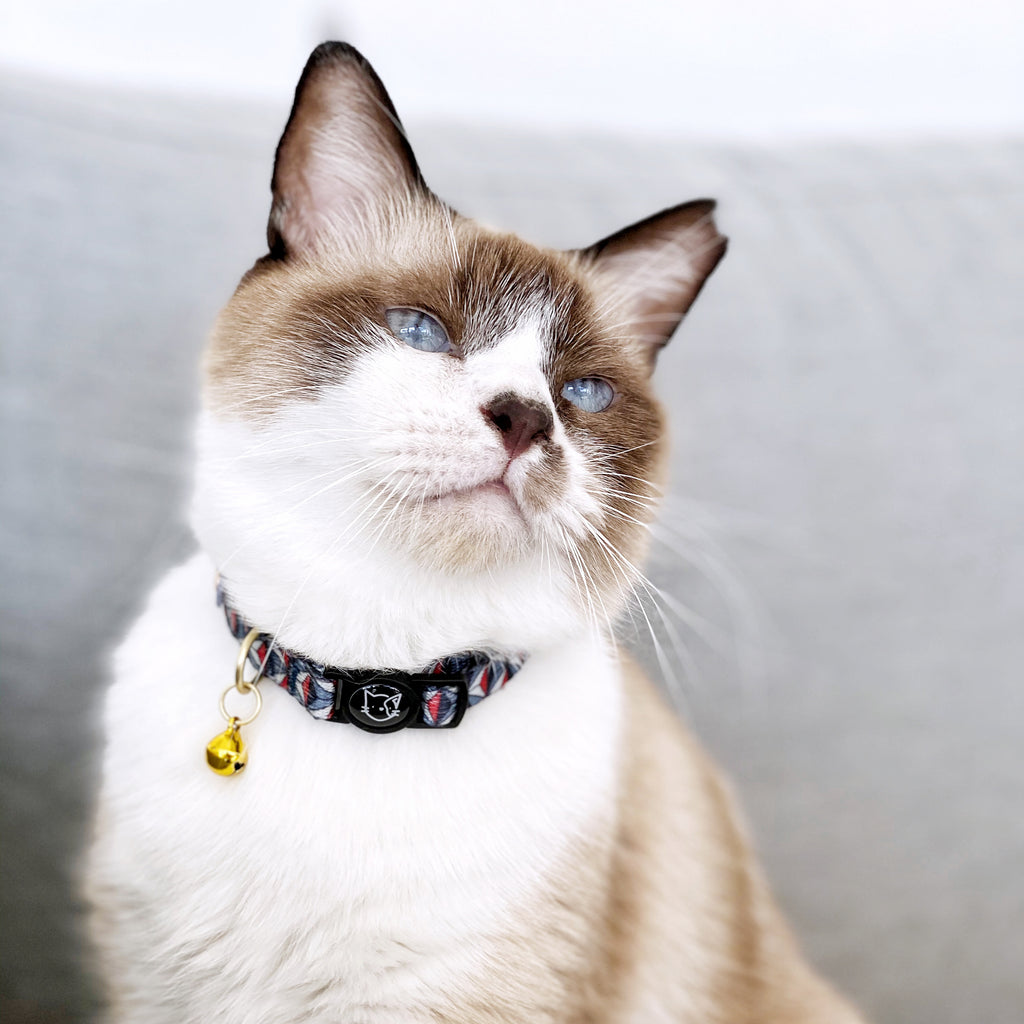 Cat Collar - Dashing Diamond