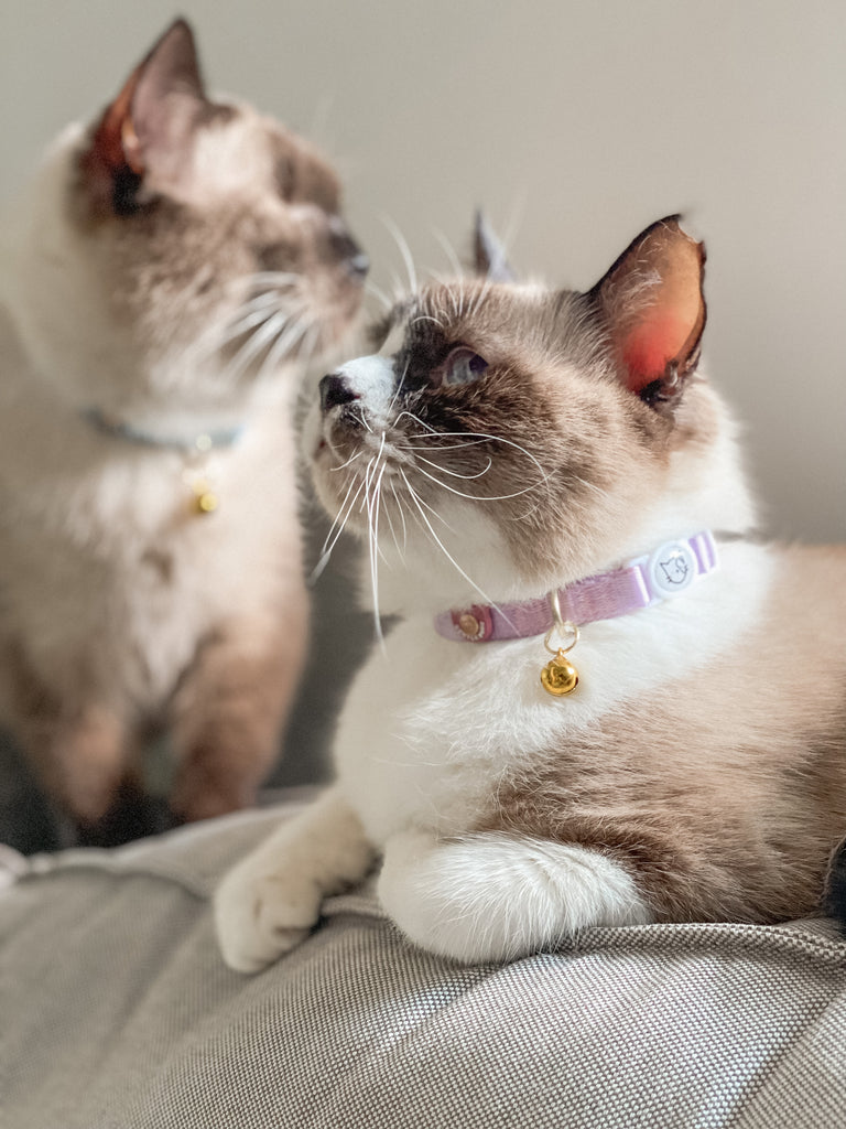 Cat Collar - Taro