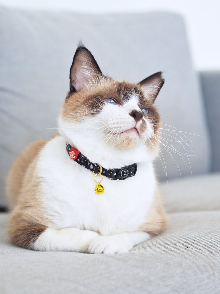 Cat Collar - Cheeky Chip