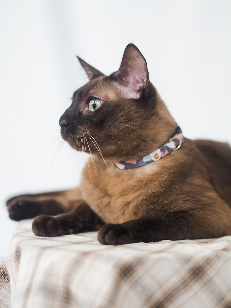 Cat Collar - Ollie Oliver