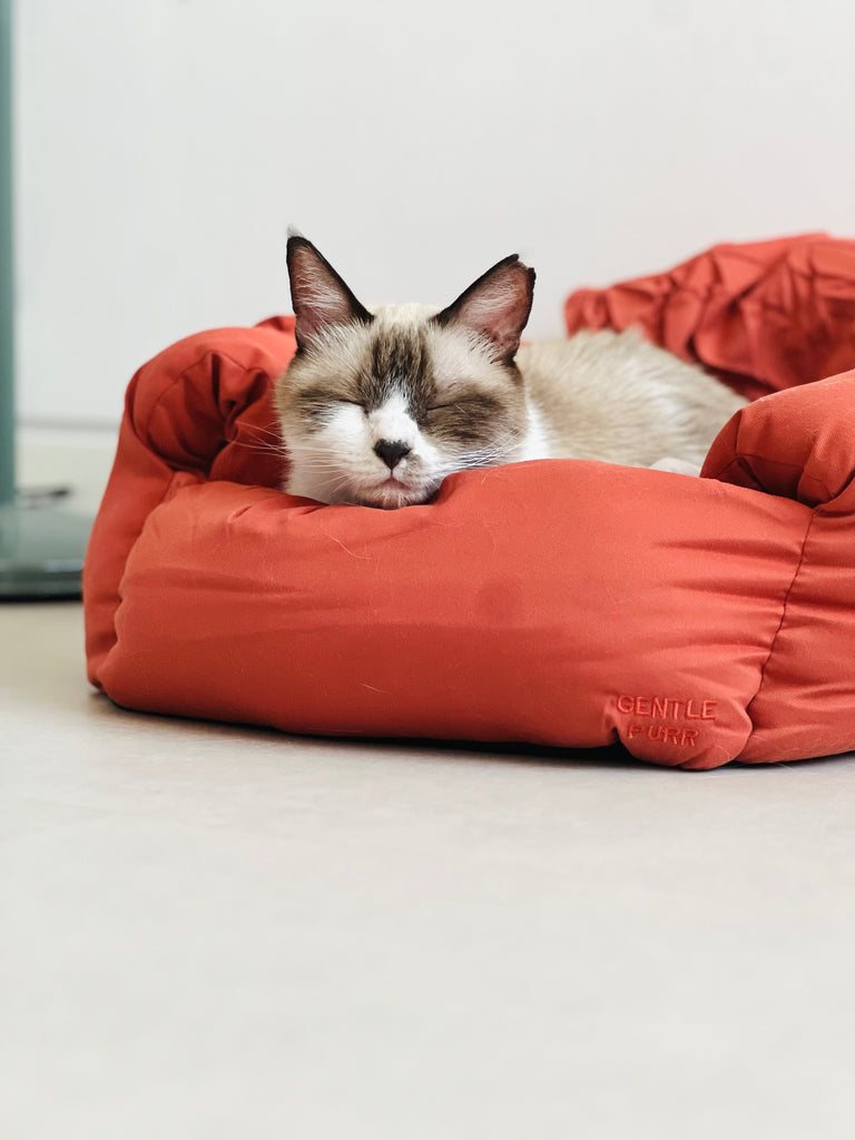 Puff Lounger | 2-in-1 Bed
