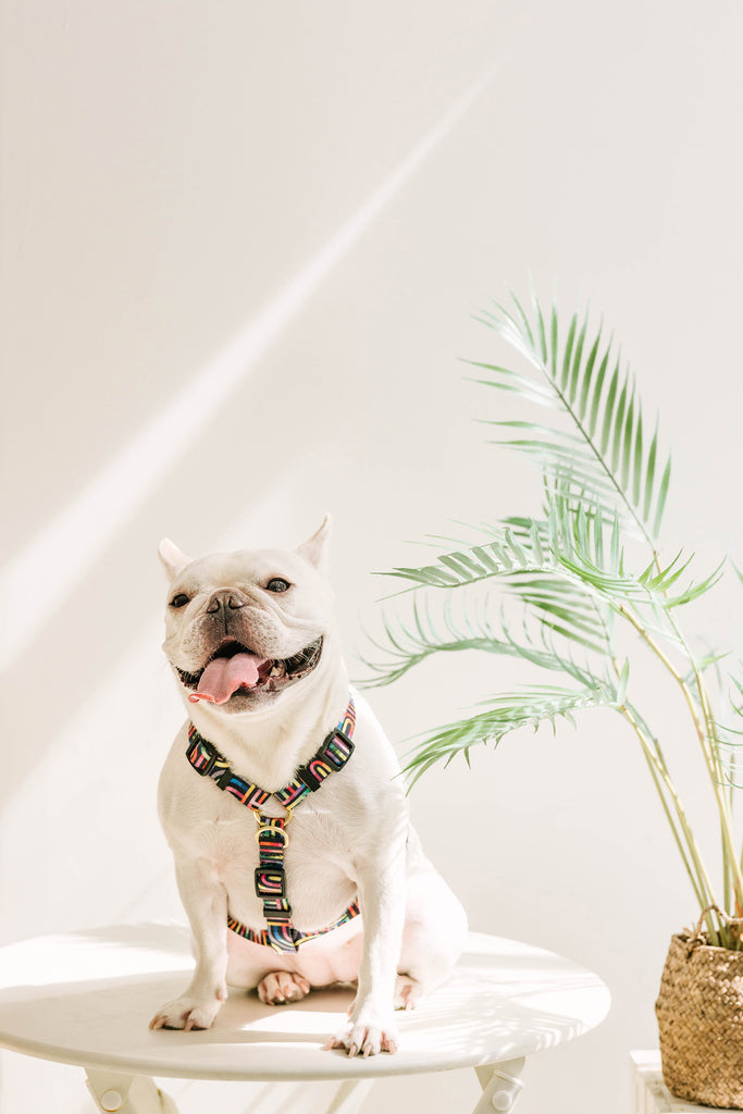 Maxi Harness - Rainbow Maze