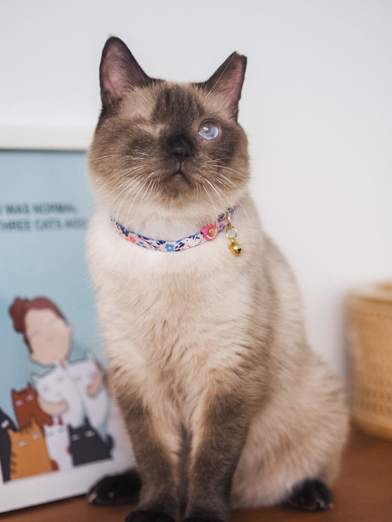 Cat Collar - Molly Meadows