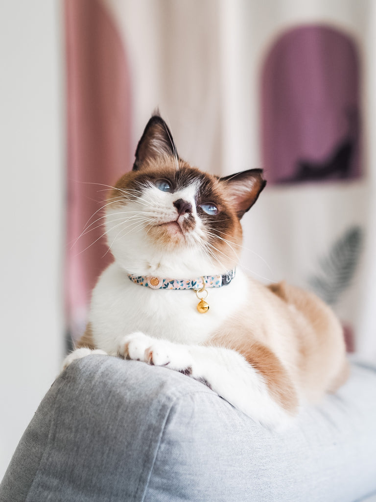 Cat Collar - Scandi Spring