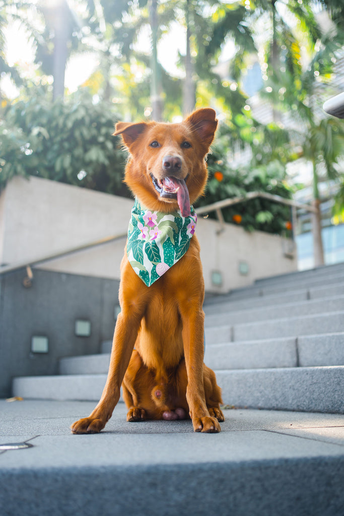 Em+Co x Gentle Pup Bandana - Little Miss Vanda