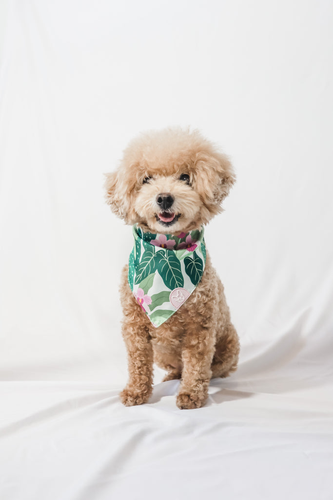 Em+Co x Gentle Pup Bandana - Little Miss Vanda