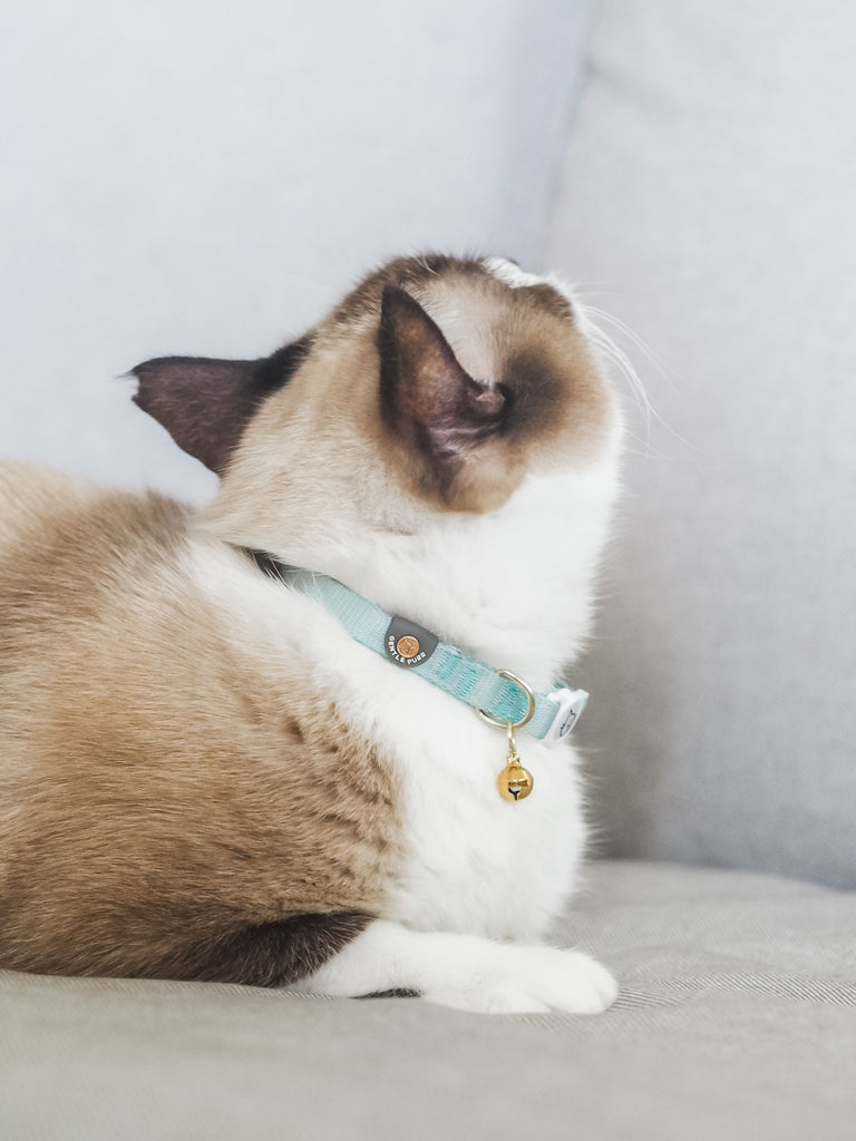 Cat Collar - Pistachio
