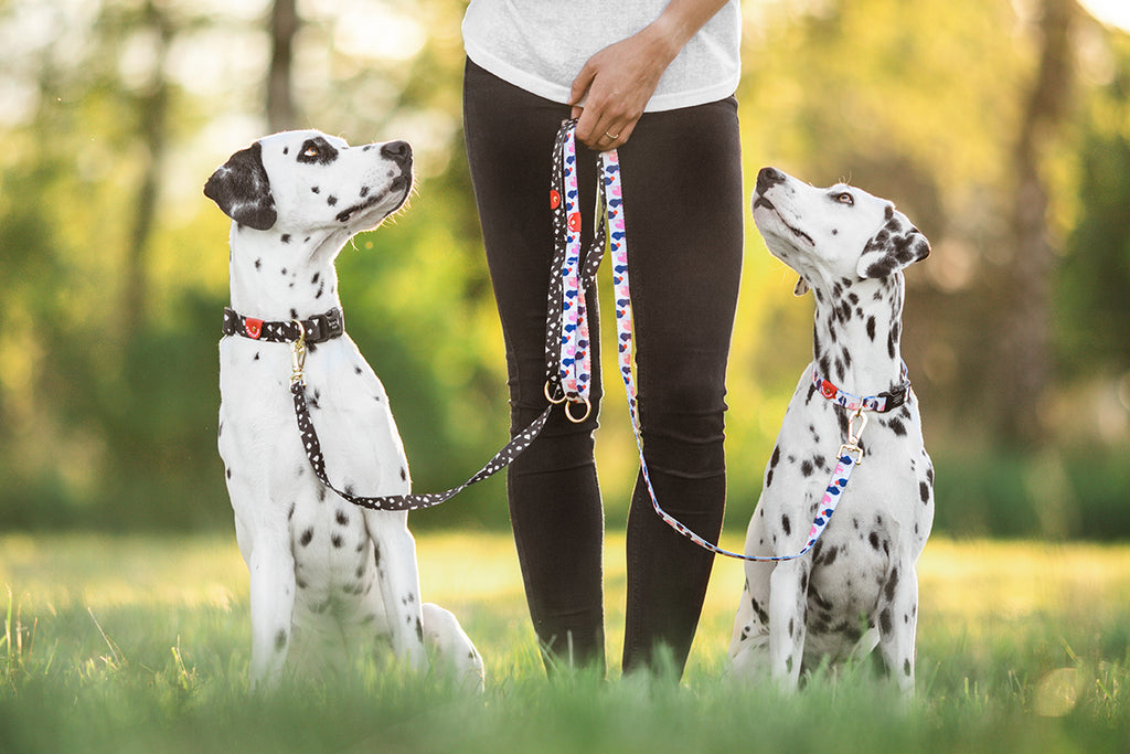 Leash - Cheeky Chip