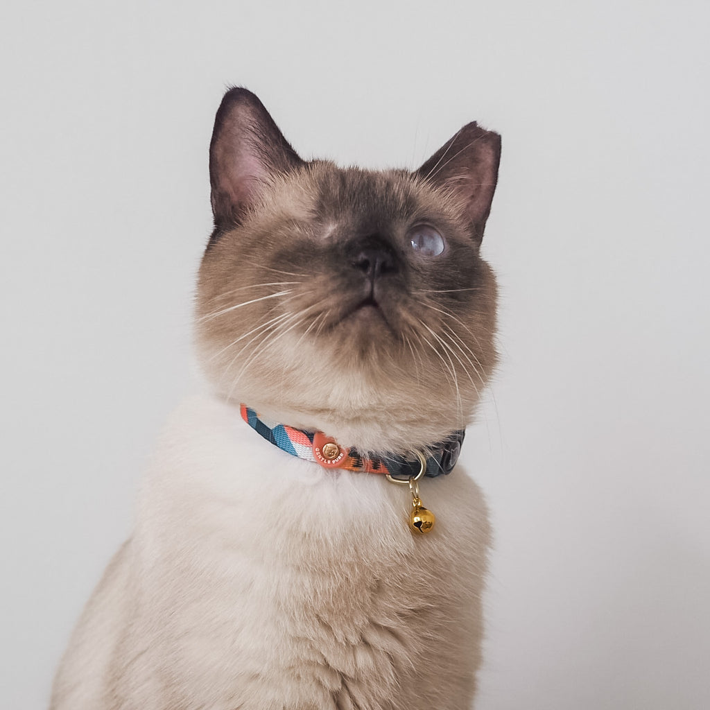 Cat Collar - Razzle Dazzle
