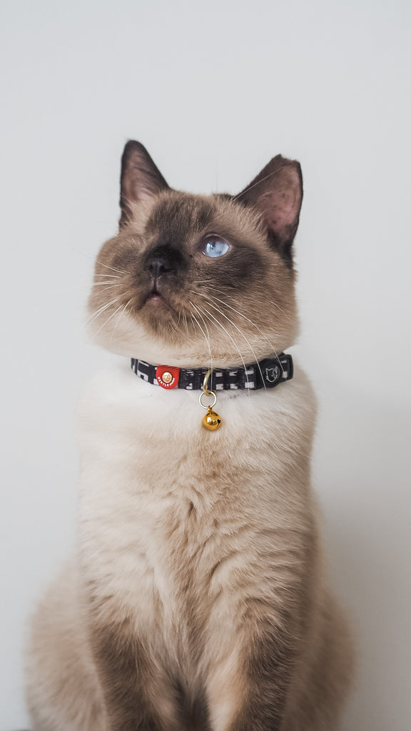 Cat Collar - Lucky Lotto