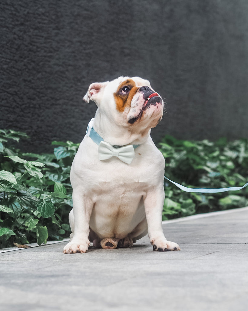 Levupets x Gentle Pup Bow Tie