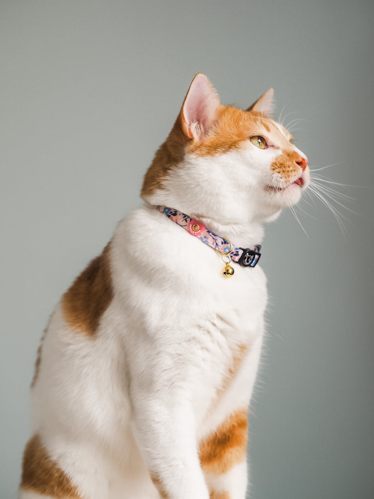 Cat Collar - Molly Meadows